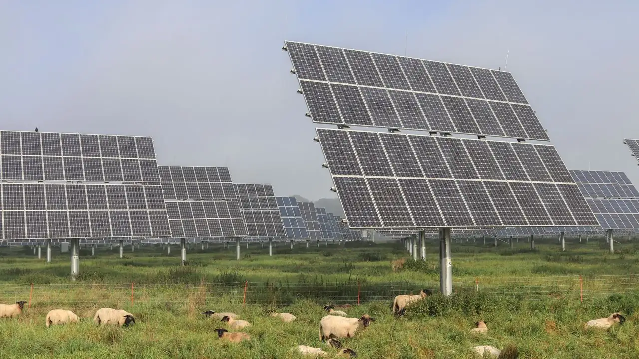 Nachgeführte Solarmodule auf einer Weide, davor grasende Schafe
